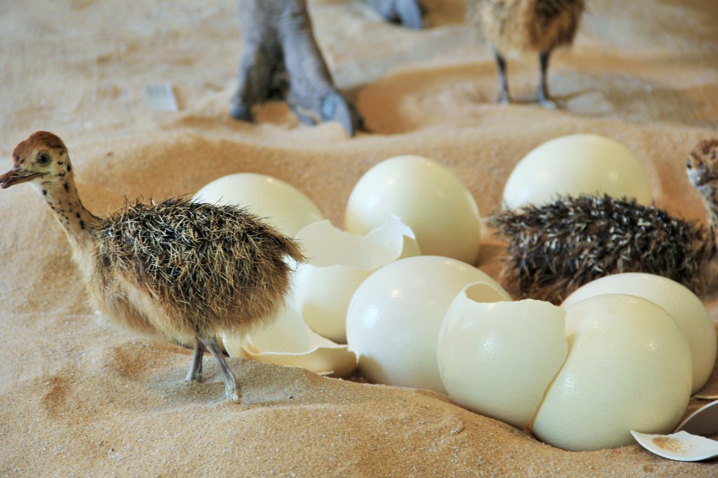 Eier-Strausse (1)