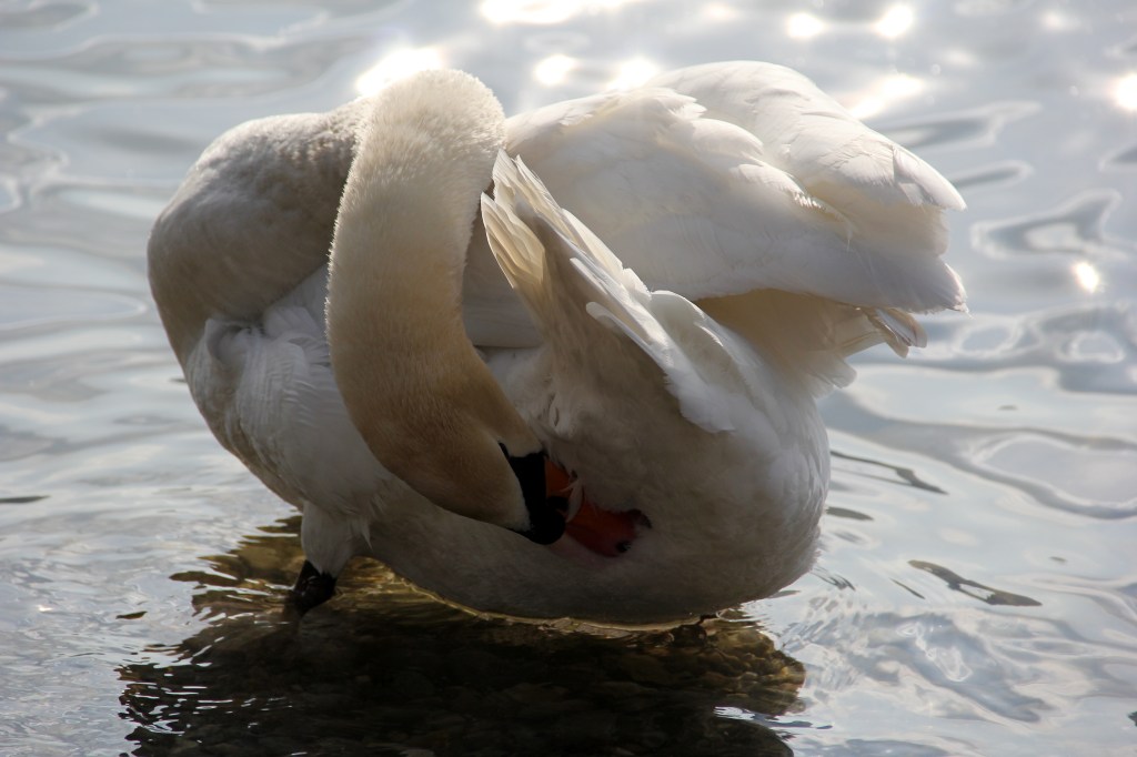Schwan (5)