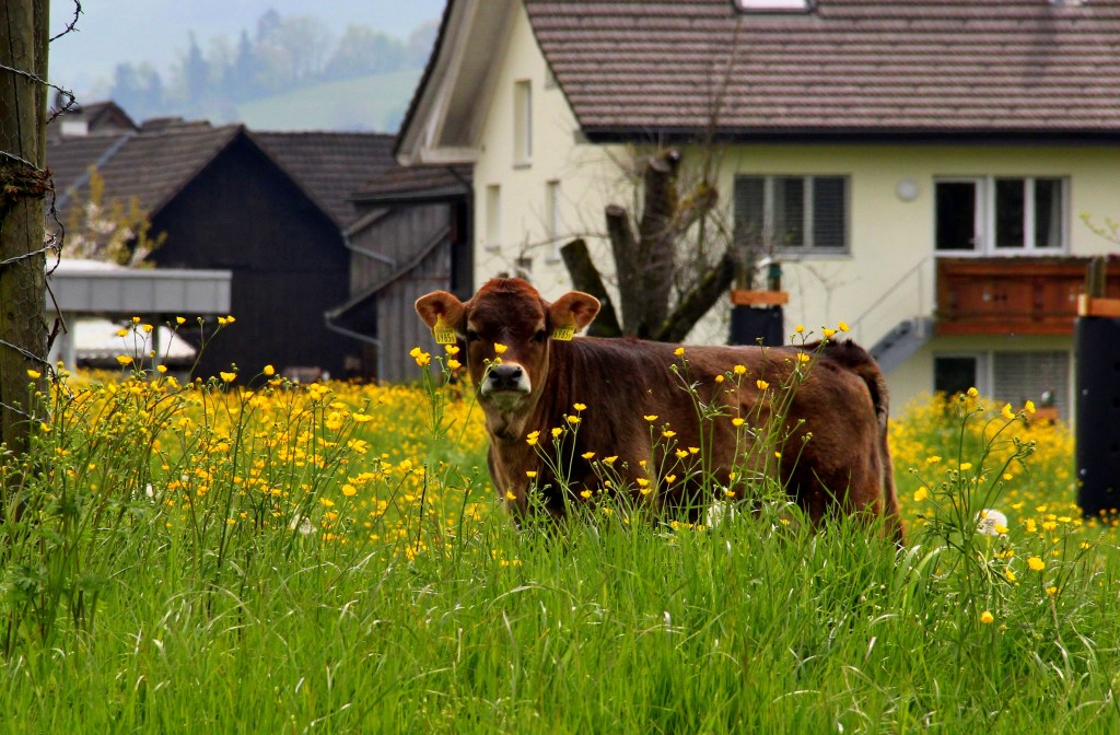 Kühe (2)