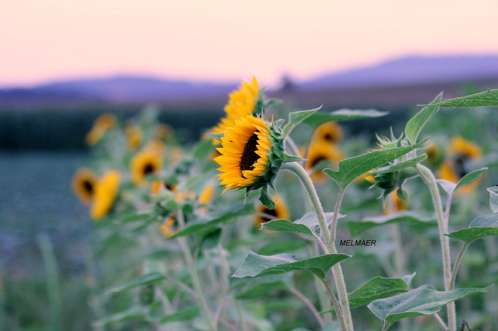 sonnenblumen (5)